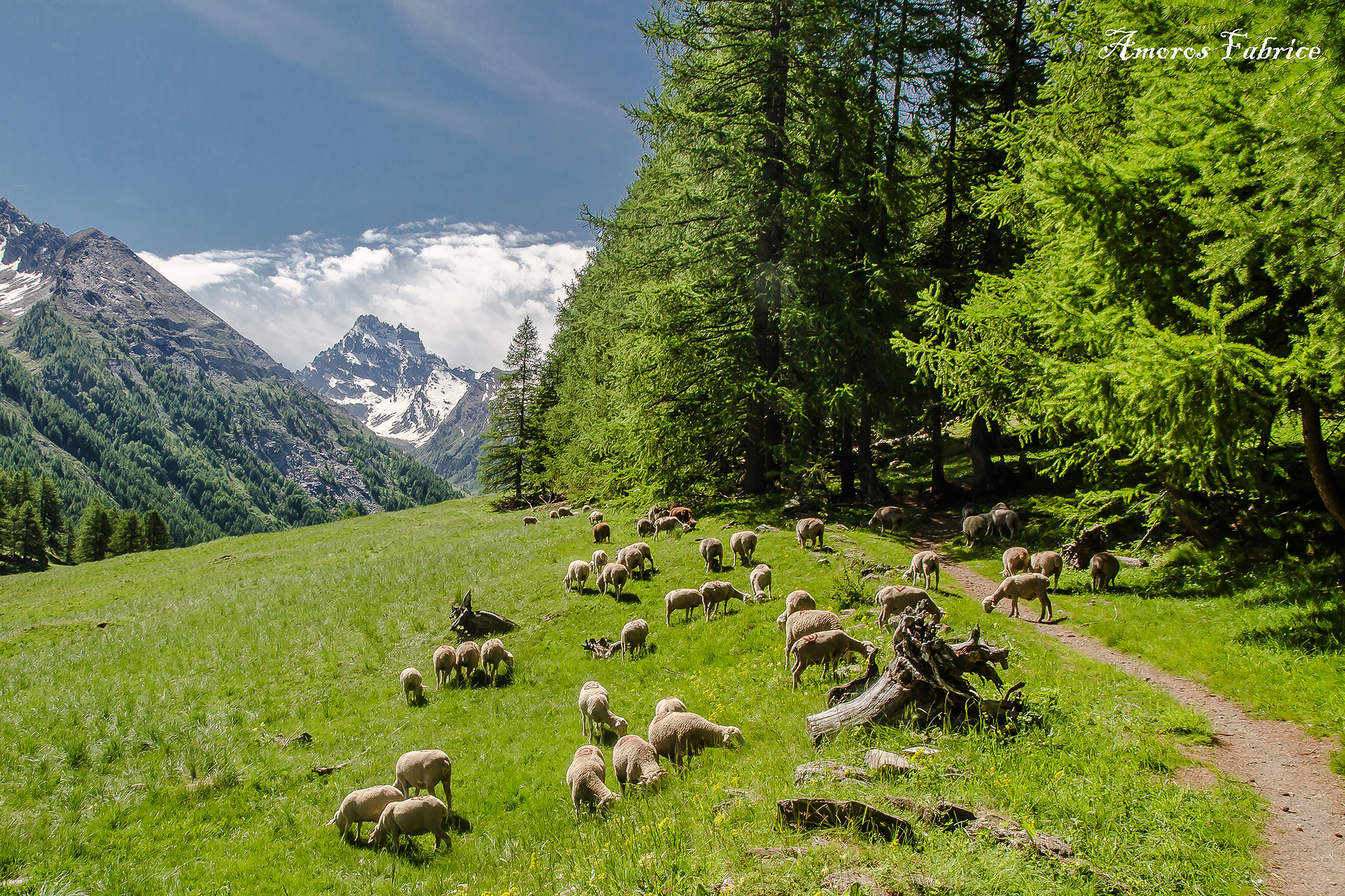 Queyras-Mont-Viso-+-moutons-©Fabrice-Amoros