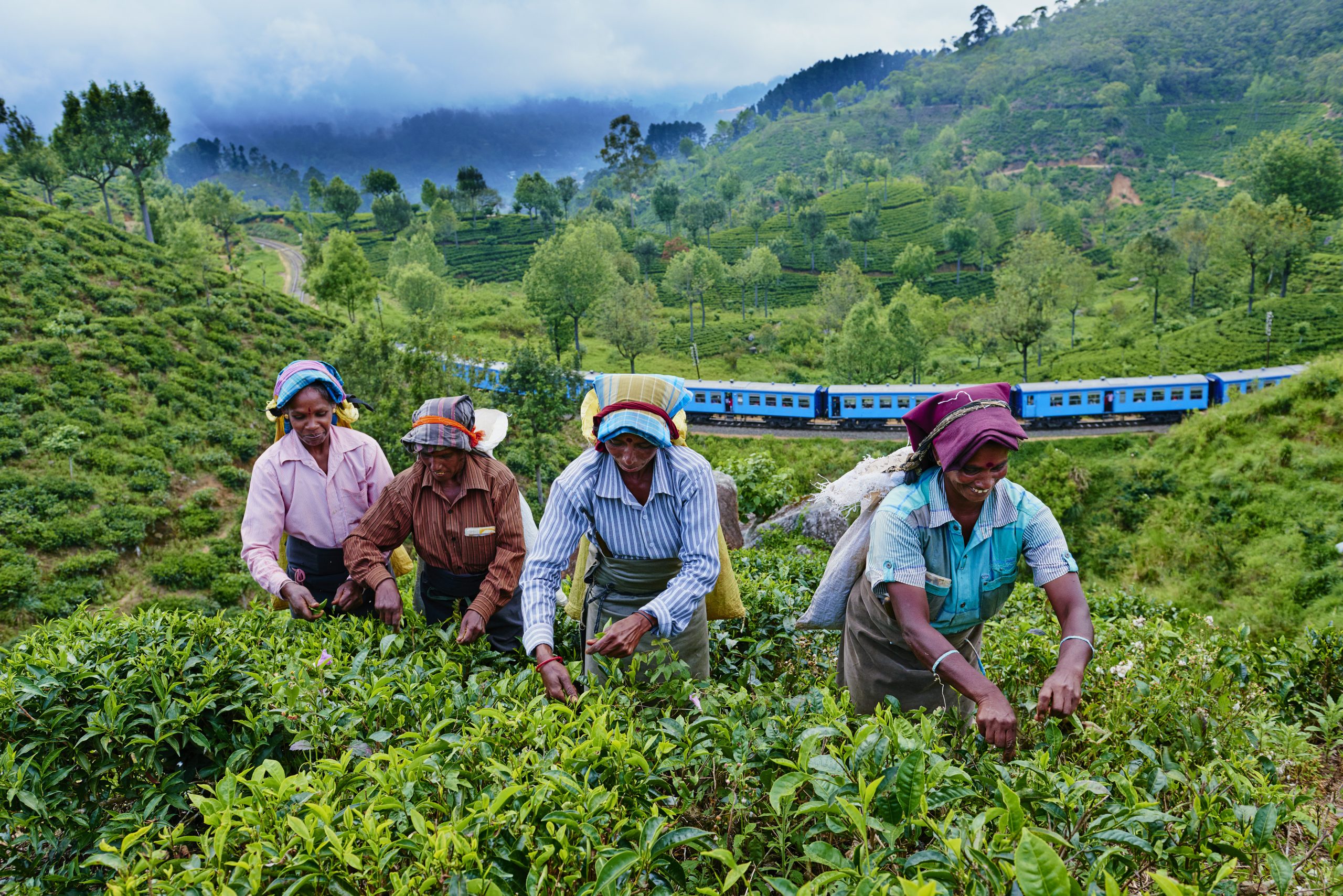 Sri Lanka, Haputale, tea plantation
