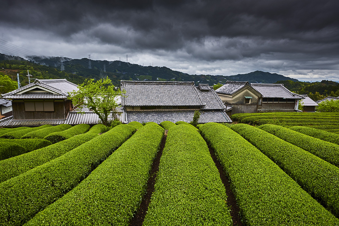 Japan, Honshu island, Kansai region, Uji, tea field