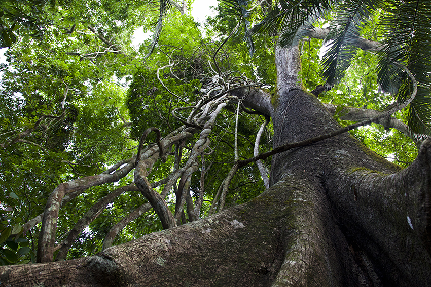 Amazonie-Inkaterra-Ficus-Foret-IMG_3114