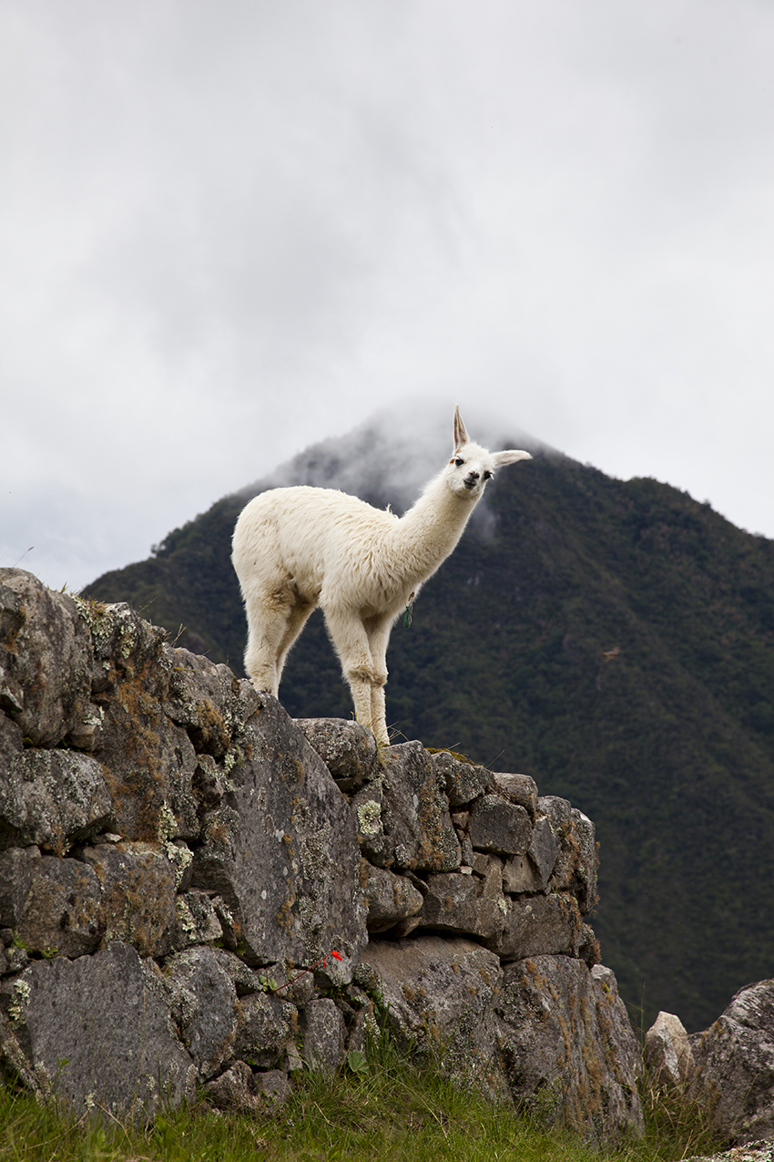Machu-Picchu-IMG_3782